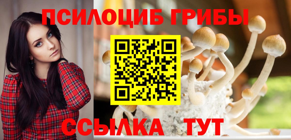 Псилоцибиновые грибы Psilocybe Химки